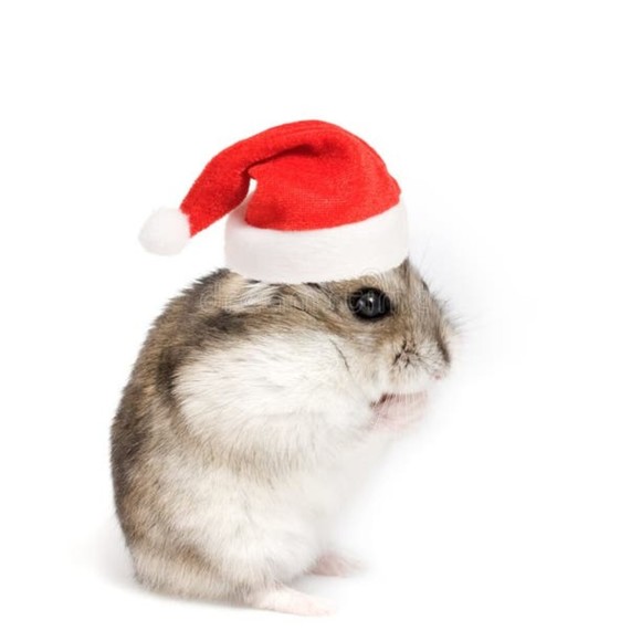 misterzoohat